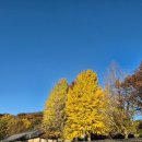 전주향교 | [ 전주 여행 ] 전주 향교 은행나무 실시간 후기