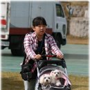 리트리버클럽 이미지