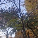 광도아파트공원 농구장 | 서울 영등포구 문래동 문래공원 나들이 산책 갔습니다.