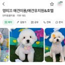 천안 애견미용 내돈내산｜미용 후 사진과 알림장까지 챙겨주는 멍띠끄