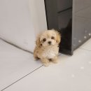 강아지분양 애견분양 꽃강아지 광진점 이미지