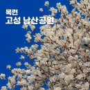 남산공원 | 경남 목련 명소 봄여행 고성 남산공원