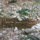 잣나무솔향기 이미지