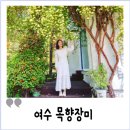 여수 목향장미 명소 아델라 4월 5월 전남 봄꽃 여행