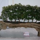 호암체육관 이미지