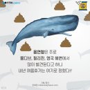 향유고래