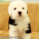 에이플(주) 이미지