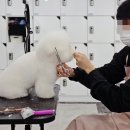 수진애견미용 이미지