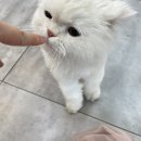 CH동물병원 이미지