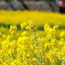 고향꽃화원 이미지