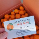 마소물로 | 서귀포 노지 감귤 :: 제주원택 고당도 제주감귤 솔직 후기