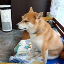 더스완헤어