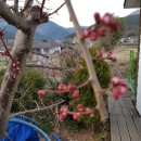 2017년 3월 11일 (토) 매화꽃이 피고 쑥을 캐고 감자를 심다 이미지