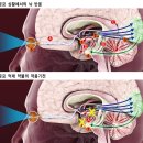 [발달장애]'공포탐지기' 편도체가 납치되면 감정의 노예가 된다 이미지