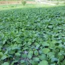 허준영농장 이미지