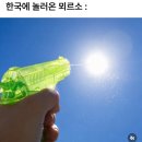 복슬 강아지미용실 | 8월도 꾸준하게, 가벼운 일상
