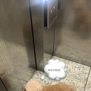 아소비 퍼피스 이미지