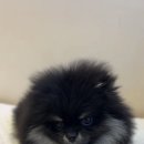 테일러퍼피 이미지