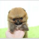 광주강아지분양 펫블리 애견 샵 네이버블로그