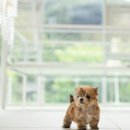 하이퍼피 이미지