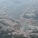 제74차 정기산행(진해 장복산)-벚꽃산행 이미지