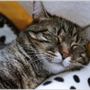 (주)휴벳 이미지