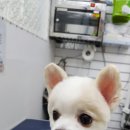 이쁘개 귀엽개 이미지