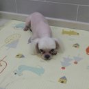 엘케이동물의료센터 이미지