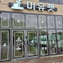 강아지고양이 미유펫 청주점 | 구미 애견샵 미유펫 강아지고양이 구미점 방문 후기, 깔끔하고 믿음이 갔던 곳 🐶🐱