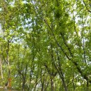 신록1로 이미지