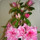 아젤리아 이미지