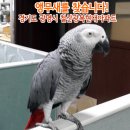 앵무새를찾습니다/경기도 광명시 철산광복현대아파트 이미지