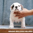 포켓불독 이미지