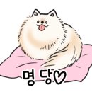 상남견 이미지