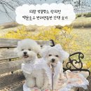 백운호수 주차장 | 의왕 벚꽃명소 학의천 백운호수 반려견동반 산책 후기