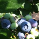 금봉 농장 이미지