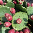 김명복농장 이미지