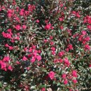 한국조경개발㈜ 이미지