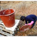 주사랑 농장 이미지