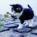 용인시동물보호센터 이미지