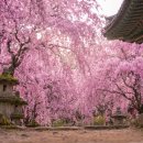 남미륵사 | 강진 가볼만한곳남미륵사 서부해당화 철쭉 여행 추천