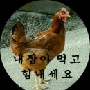 닭