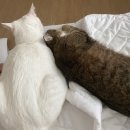 삼척동물병원 이미지