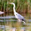 태화강 나룻배 이미지