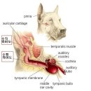 강아지 외이도 구조와 귀청소 방법 이미지