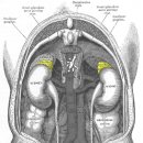 손쉬운 자연요법: 부신피로증후군(Adrenal Fatigue Syndrome) 이미지