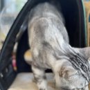 서울한빛동물병원 이미지