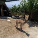 하평농장 이미지