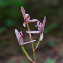 대정초등학교 이미지