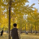 다산초등학교 | 🍁 가을 힐링 &amp; 식도락 천국! 대구 근교 고령 다산은행나무숲 &amp; 등용 중화요리 정복기